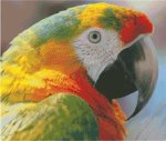 (image for) Macaw